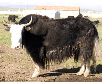 Bald faced balck yak cow in Tibet